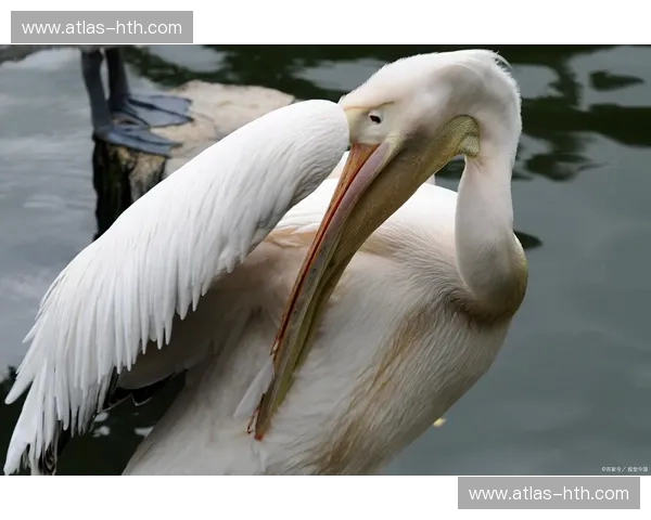 纽约不夜城，鹈鹕展翅时：一场关乎荣耀与未来的对决